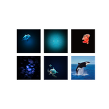 Projecteur d'images Océan et mers - Kidystar - Kidywolf